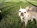 Three Frenchies and a Boston-Part 1