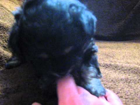 black and tan phantom female