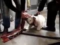 Knut the baby polar bear / Eisb�r