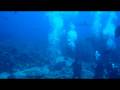 videos de Shab Rumi Sharks