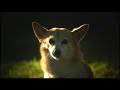 Depth of Field Adapter Mark II - Test Footage