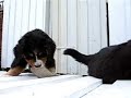 irma bernese mountain dog - puppies 8 weeks old