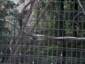 WBS #3 Kookaburra