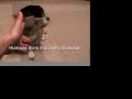 How To Train Your Humans
