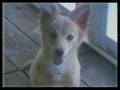 Tobey's Story - 5 Month old Pomeranian tortured to death