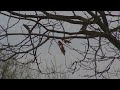 Leaf and branches moving in the wind