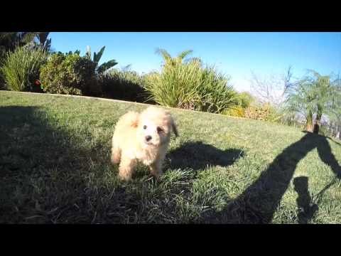 Apricot Ruby Red MaltiPoo Hybrid F