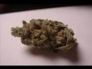 Dank Nugs
