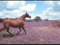 videos de Zanevideo