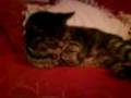 Our Miserable Cat