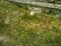 les mouette a l'ils grandes