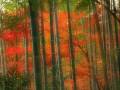 videos de Bamboo Forest - Retrig
