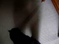 SALEM :D my kitty