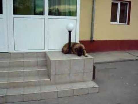 Kırma Kangal