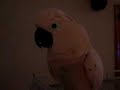 #1 Amazing - S. Elvis, Our Crazy Bird Cockatoo, Talking... #1 Amazing - S. Elvis, Our Crazy Bird Cockatoo, Talking...