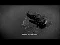 SURVIVOR - Chuck Palahniuk trailer