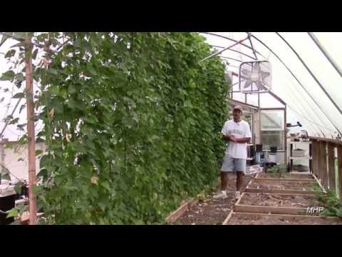how to fertilize pole beans