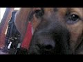 our new dog doolin - doing some training tricks he learned in less than a week!!!