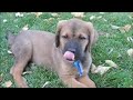 our new dog doolin - doing some training tricks he learned in less than a week!!!