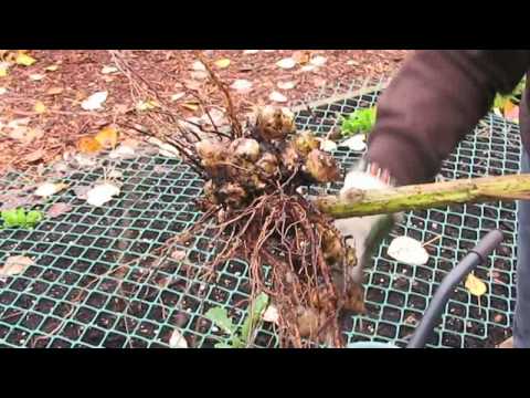 how to harvest artichoke plants