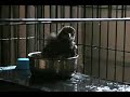 pet starling takes bath