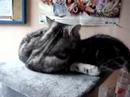 Beauty Fluffy en Kyto op de krabpaal