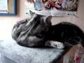 Beauty Fluffy en Kyto op de krabpaal