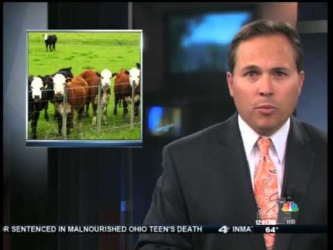 Harry Reid on Bundy Ranch Cattle Battle: