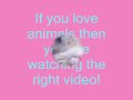 cute animals