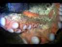 Giant Pacific Octopus (GPO) @ Les Davis Marine Park - 9.3.2008