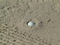 A Clean Escape From the Fairway Bunker