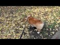 (FullHD) Goro@Welsh corgi 20091201 ginkgo
