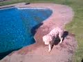 perro al agua :S