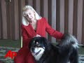 Pageant Pups Prep for Westminster Show