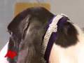 Pageant Pups Prep for Westminster Show