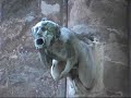 Romeo and juliette: Watts Zap Ballet Romeo and juliette: Watts Zap Ballet