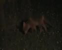 British Fox
