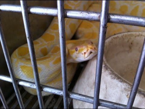 YouTube reptile video