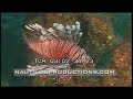 Lionfish, Nautilus Productions Stock Footage