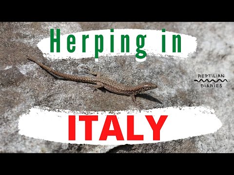 YouTube reptile video