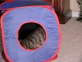 Our cute cat-Sienna