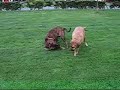 Tosa VS Boerboel Part 4