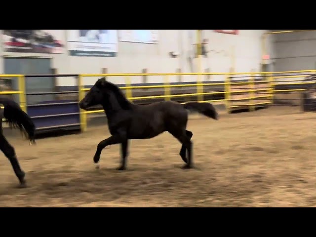 Gorgeous black KWPN Secret/Freestyle gelding! in Horses & Ponies for Rehoming in Edmonton