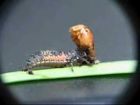 Asian Ladybird Beetle Larva Eating a ...