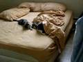 videos de Tabitha and Tyr's Tail