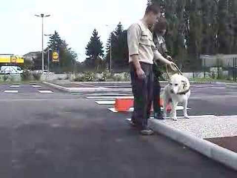chien defendre