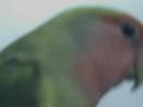 My Lovebird...