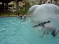 videos de Hamster People on a Race