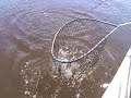 Snook Fishing Action in Belize Snook Fishing Action in Belize