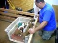 Cuccioli dormono solo con la ninna nanna, video